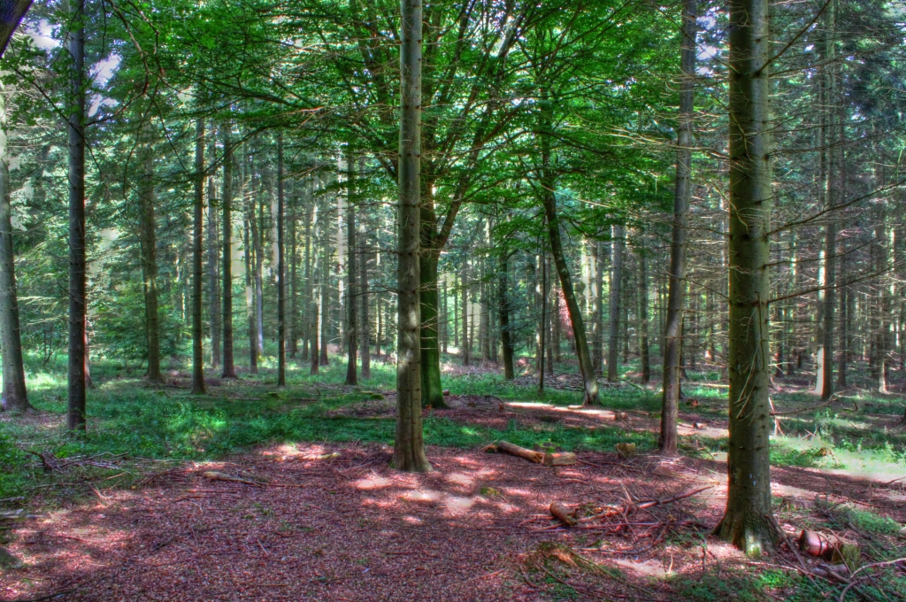 Wendover Woods Visit Aylesbury