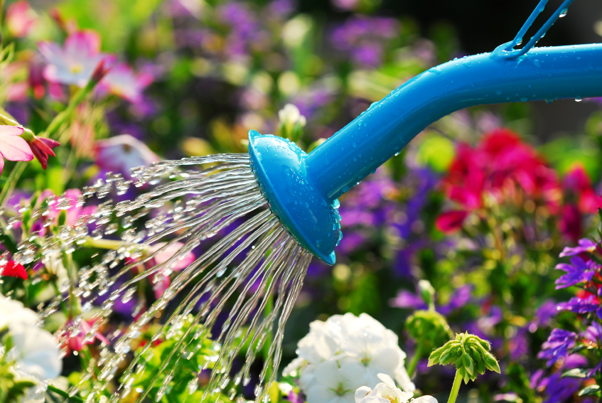 blue watering can watering flower bed